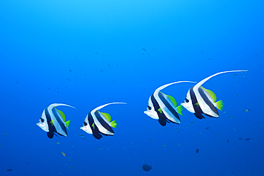 Pennant Bannerfish, Heniochus diphreutes, North Male Atoll, Maldives