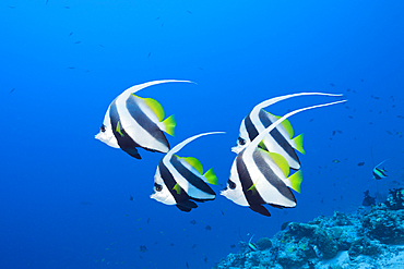 Pennant Bannerfish, Heniochus diphreutes, North Male Atoll, Maldives