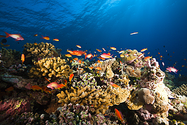 Lyretail Anthias over Coral Reef, Pseudanthias squamipinnis, Felidhu Atoll, Maldives