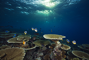 Reef of Table Corals, Acropora sp., Felidhu Atoll, Maldives