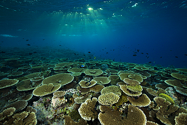 Reef of Table Corals, Acropora sp., Felidhu Atoll, Maldives