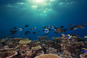 Coral Fishes over Reef Top, Felidhu Atoll, Maldives