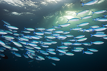 Shoal of Lunar Fusilier, Caesio lunaris, Felidhu Atoll, Maldives