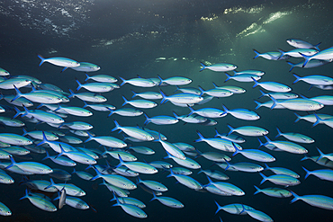 Shoal of Lunar Fusilier, Caesio lunaris, Felidhu Atoll, Maldives