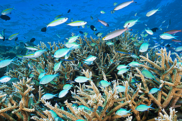 Shoal of Chromis over Reef, Chromis atripectoralis, Thaa Atoll, Maldives