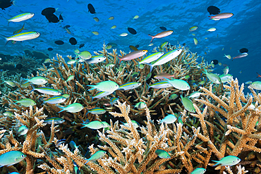 Shoal of Chromis over Reef, Chromis atripectoralis, Thaa Atoll, Maldives