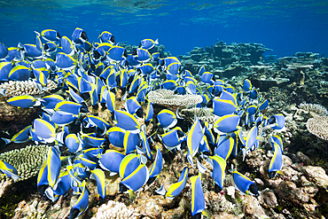 Shoal of Powder Blue Tang, Acanthurus leucosternon, Thaa Atoll, Maldives