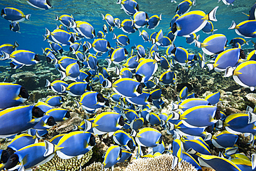 Shoal of Powder Blue Tang, Acanthurus leucosternon, Thaa Atoll, Maldives