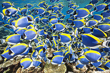 Shoal of Powder Blue Tang, Acanthurus leucosternon, Thaa Atoll, Maldives