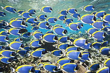 Shoal of Powder Blue Tang, Acanthurus leucosternon, Thaa Atoll, Maldives