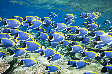 Shoal of Powder Blue Tang, Acanthurus leucosternon, Thaa Atoll, Maldives