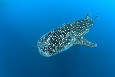 Whale Shark, Rhincodon typus, Richelieu Rock, Andman Sea, Thailand