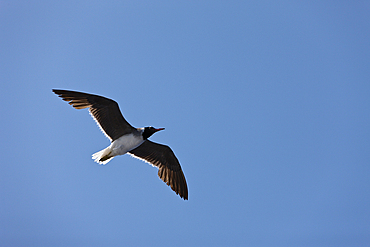 White-eyed Gull in Flight, Ichthyaetus leucophthalmus, Red Sea, Egypt