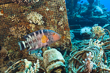 Red-breasted Wrasse at Wrack der Heaven One, Cheilinus fasciatus, Abu Dabab, Red Sea, Egypt