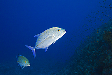 Bluefin Trevally, Caranx melampygus, St. Johns, Red Sea, Egypt