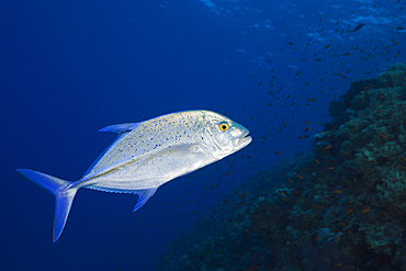 Bluefin Trevally, Caranx melampygus, St. Johns, Red Sea, Egypt