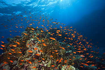 Lyretail Anthias over Reef, Pseudanthias squamipinnis, St. Johns, Red Sea, Egypt