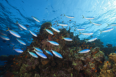 Shoal of Suez Fusilier, Caesio suevica, St. Johns, Red Sea, Egypt