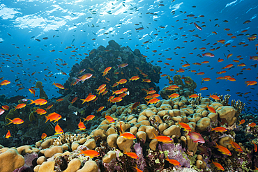 Lyretail Anthias over Reef, Pseudanthias squamipinnis, St. Johns, Red Sea, Egypt