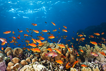 Lyretail Anthias over Reef, Pseudanthias squamipinnis, St. Johns, Red Sea, Egypt