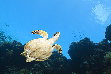 Hawksbill Sea Turtle, Eretmochelys imbricata, Rocky Island, Red Sea, Egypt