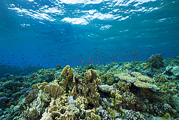 Coral on Reef Top, Rocky Island, Red Sea, Egypt