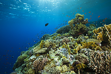 Coral on Reef Top, Rocky Island, Red Sea, Egypt