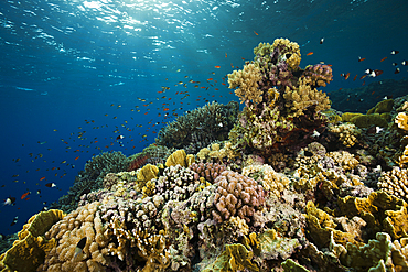 Coral on Reef Top, Rocky Island, Red Sea, Egypt