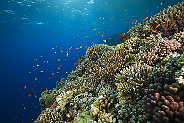 Coral on Reef Top, Rocky Island, Red Sea, Egypt