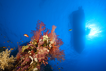 Diving Boat floating over Coral Reef, St. Johns, Red Sea, Egypt