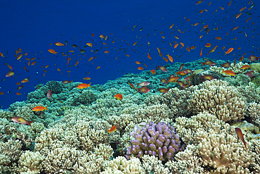 Lyretail Anthias over Reef Top, Pseudanthias squamipinnis, St. Johns, Red Sea, Egypt