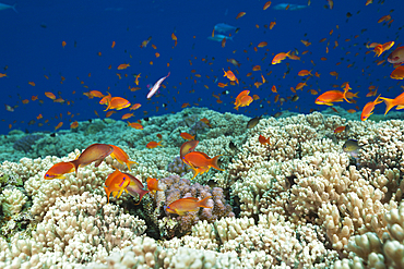 Lyretail Anthias over Reef Top, Pseudanthias squamipinnis, St. Johns, Red Sea, Egypt