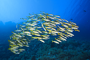 Shaol of Yellowfin Goatfish, Mulloidichthys vanicolensis, St. Johns, Red Sea, Egypt