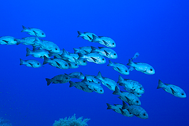 Shoal of Black Snapper, Macolor niger, St. Johns, Red Sea, Egypt