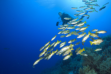 Scuba Diver and Shoal of Ehrensberg Snapper, Lutjanus ehrenbergi, St. Johns, Red Sea, Egypt