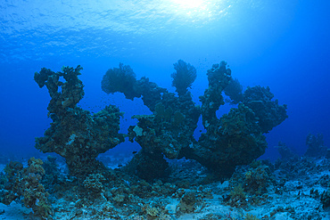 Coral Formation, Paradise Reef, Red Sea, Egypt