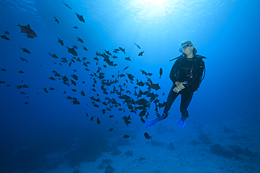 Scuba Diver and Shoal of Redtooth Triggerfish, Odonus niger, St. Johns, Red Sea, Egypt