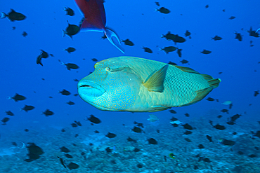 Napoleon Humpback Wrasse, Cheilinus undulatus, St. Johns, Red Sea, Egypt