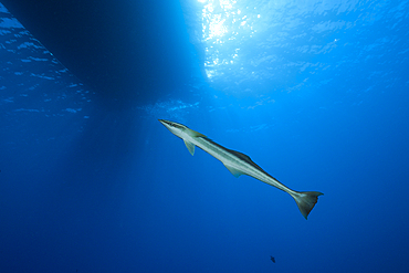 Slender Suckerfish, Echeneis naucrates, St. Johns, Red Sea, Egypt