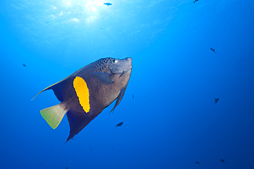 Yellowbar Angelfish, Pomacanthus maculosus, St. Johns, Red Sea, Egypt