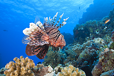 Lionfish over Coral Reef, Pterois miles, Shaab Maksur, Red Sea, Egypt