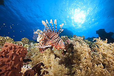 Lionfish over Coral Reef, Pterois miles, Shaab Maksur, Red Sea, Egypt