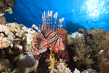 Lionfish over Coral Reef, Pterois miles, Shaab Maksur, Red Sea, Egypt