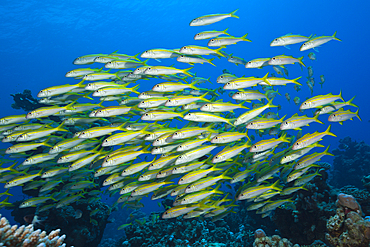 Shaol of Yellowfin Goatfish, Mulloidichthys vanicolensis, Shaab Claudio, Red Sea, Egypt