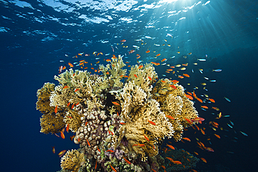 Lyretail Anthias and Fire Corals, Pseudanthias squamipinnis, St. Johns, Red Sea, Egypt