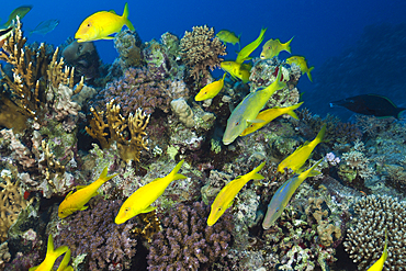 Shoal of Goldspotted Goatfish, Parupeneus cyclostomus, St. Johns, Red Sea, Egypt