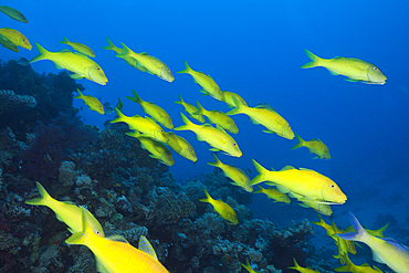 Shoal of Goldspotted Goatfish, Parupeneus cyclostomus, St. Johns, Red Sea, Egypt