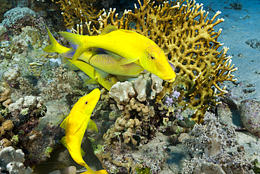 Shoal of Goldspotted Goatfish, Parupeneus cyclostomus, St. Johns, Red Sea, Egypt