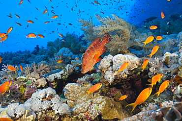 Coral Grouper over Coral Reef, Cephalopholis miniata, Elphinstone, Red Sea, Egypt