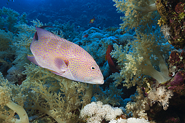 Lyretail Grouper, Variola louti, Elphinstone, Red Sea, Egypt